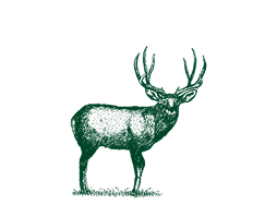Deer illustration