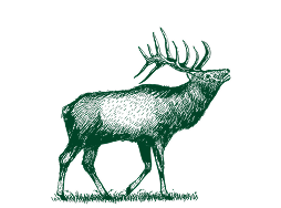 Elk illustration