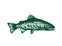 Fish illustration