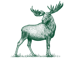 Moose illustration